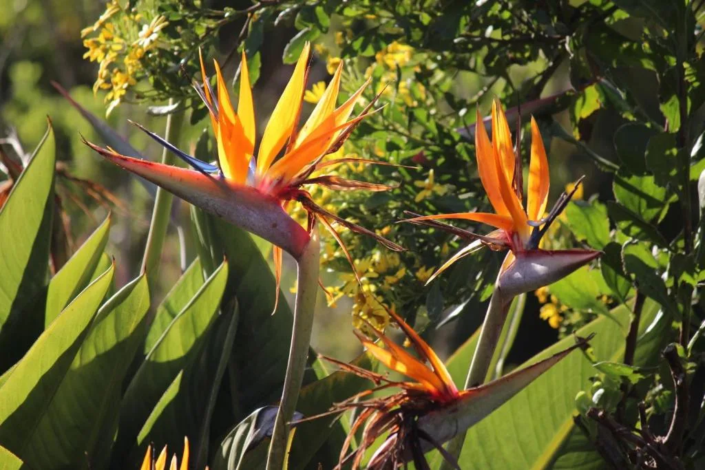Vibrant orange and yellow bird of paradise flowers blooming in lush garden