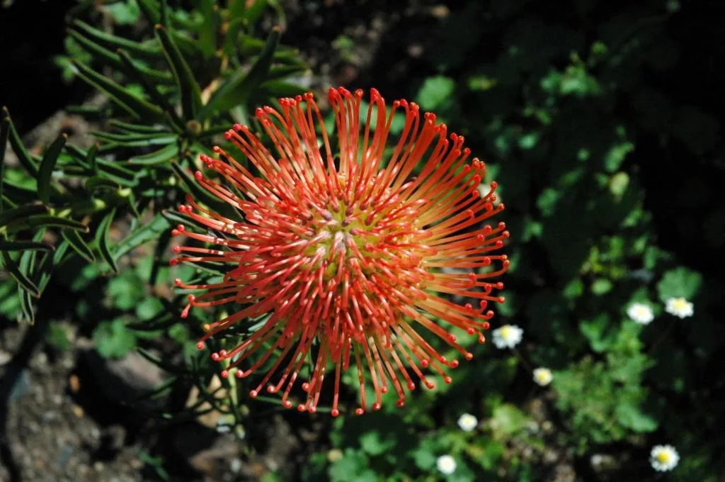 Vibrant red pincushion flower blooming in property gardens