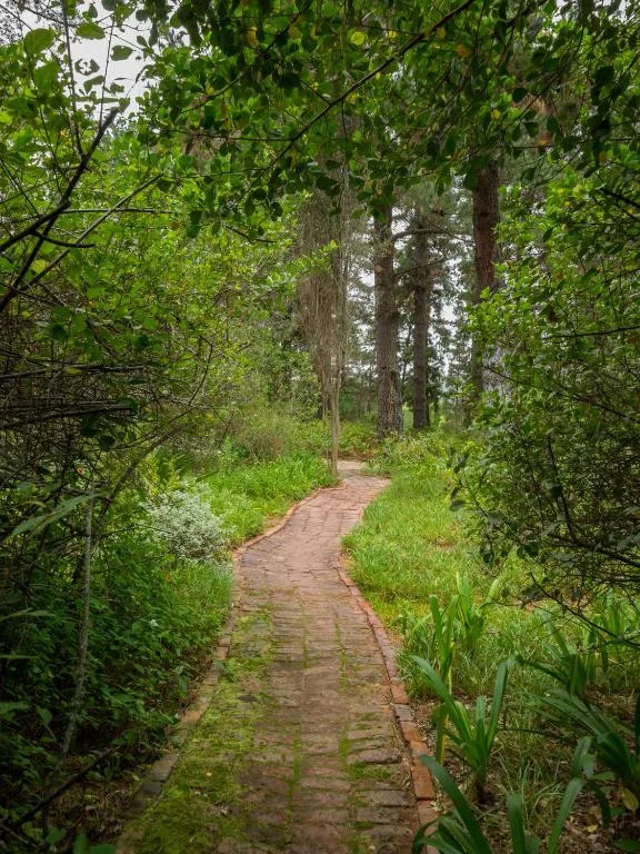 Brick pathway winds through lush green forest with tall trees