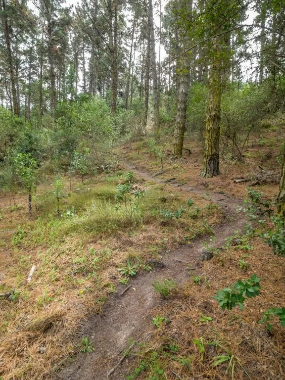 Forest path winding through tall trees and native vegetation