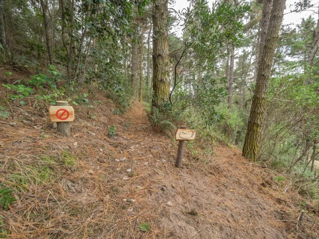 Forest trail with hiking markers among tall trees and natural woodland