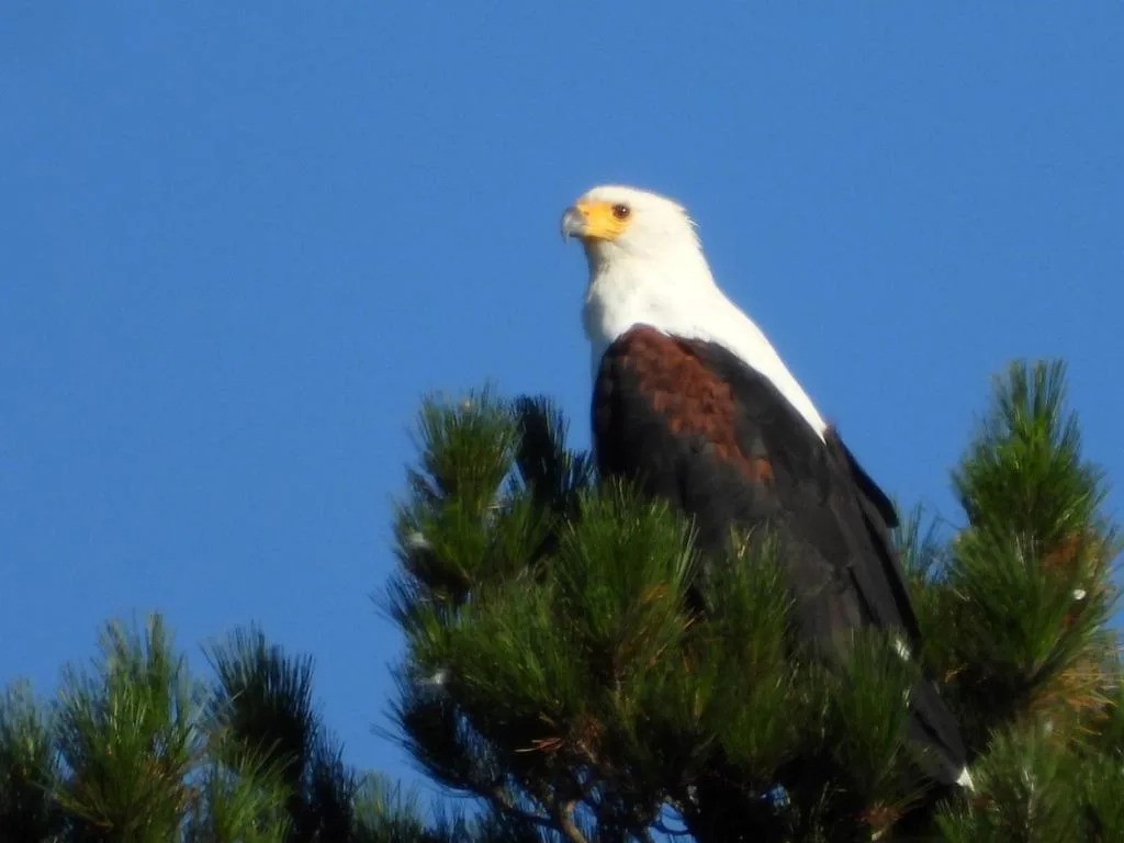 African fish eagle perched on pine tree against clear blue sky