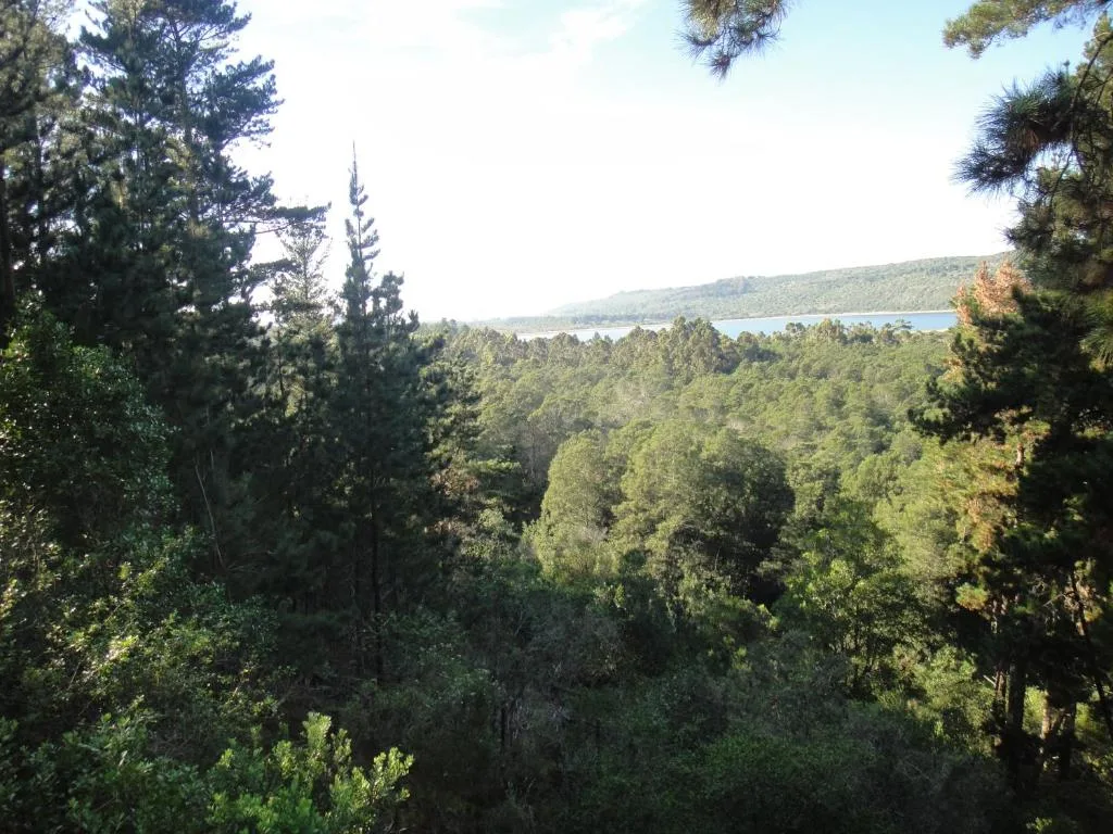 Scenic lake vista framed by indigenous forest canopy and green hills