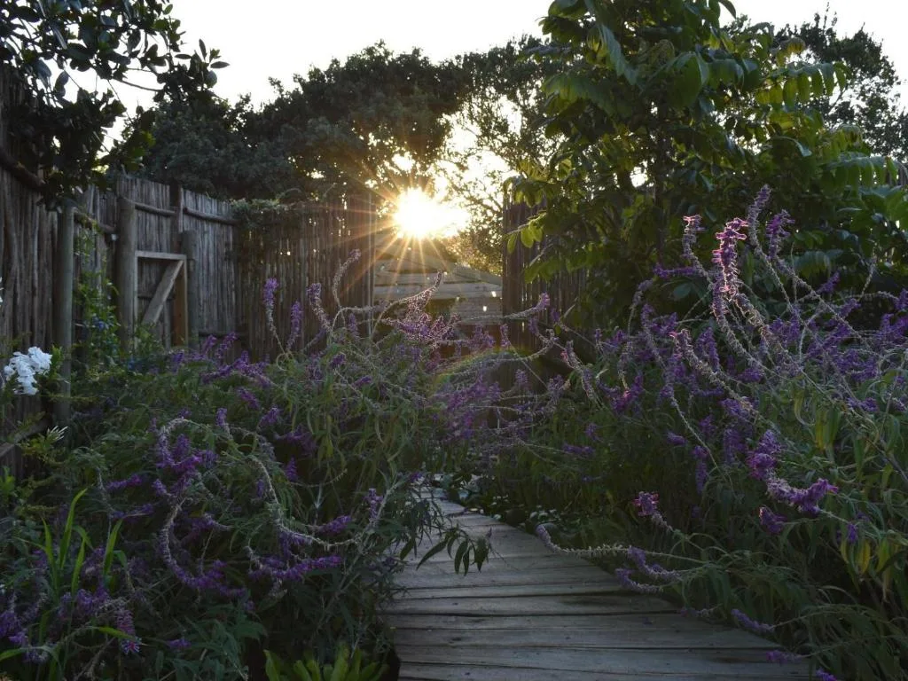 Wooden boardwalk through vibrant purple flowering plants at sunset
