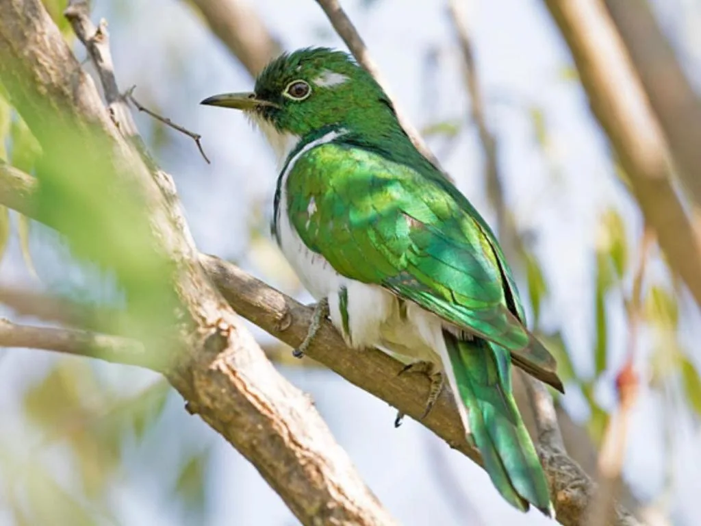 Vibrant green hummingbird perched on a thin branch outdoors