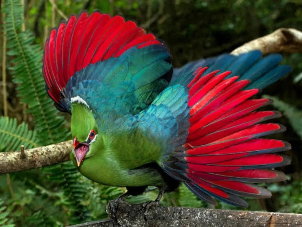 Vibrant green turaco bird with red wings perched on branch