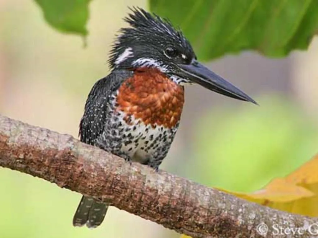 Colorful kingfisher bird perched on branch in natural setting