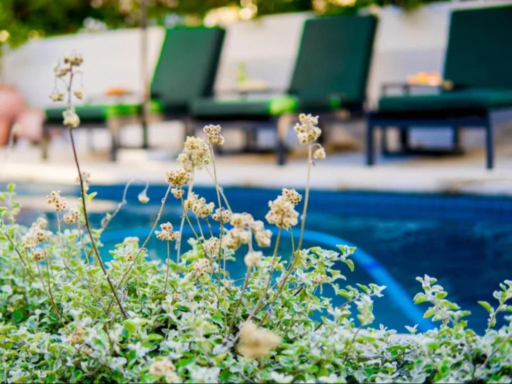 Swimming pool with lounge chairs and garden plants in foreground