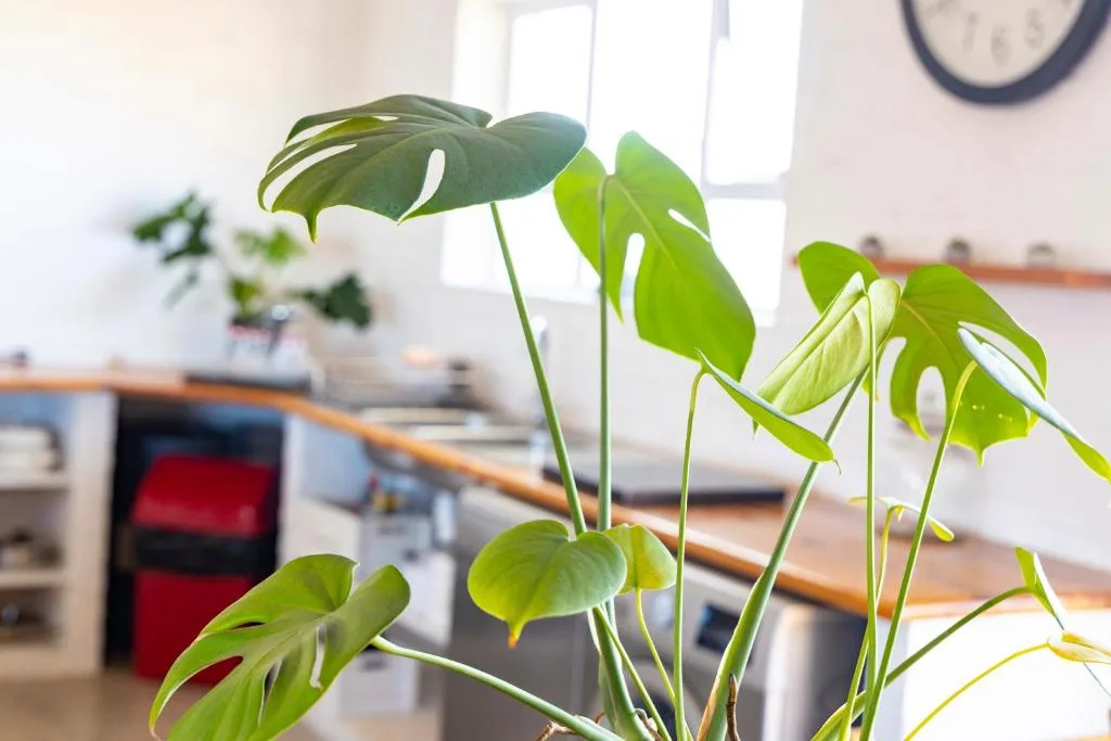 Vibrant green monstera plant in bright kitchen with wooden countertop