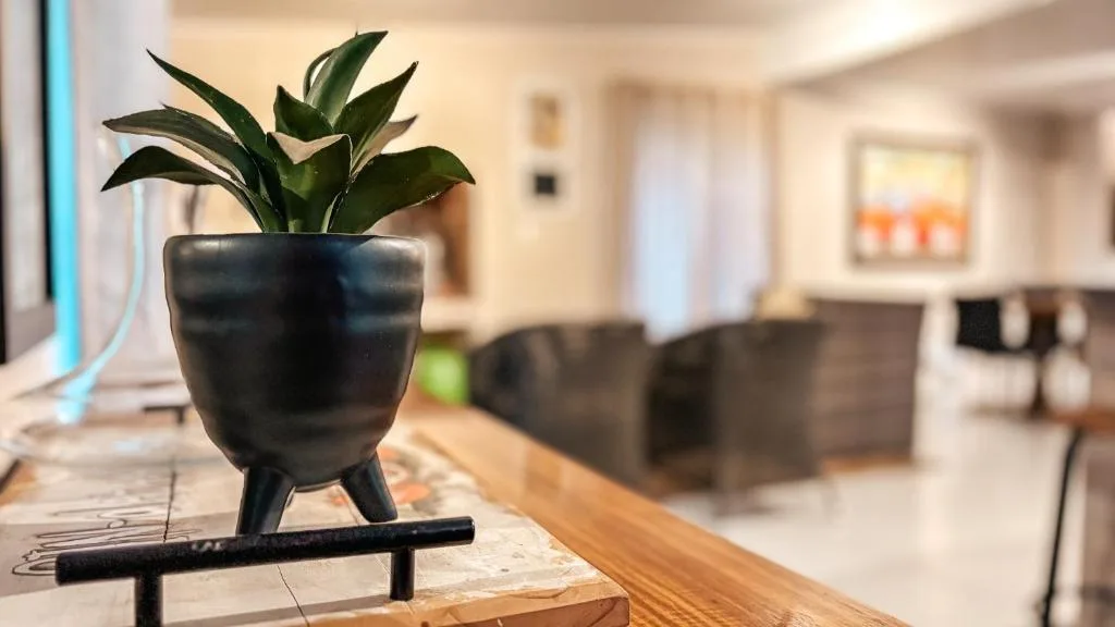 Potted plant with green foliage on wooden table in lounge