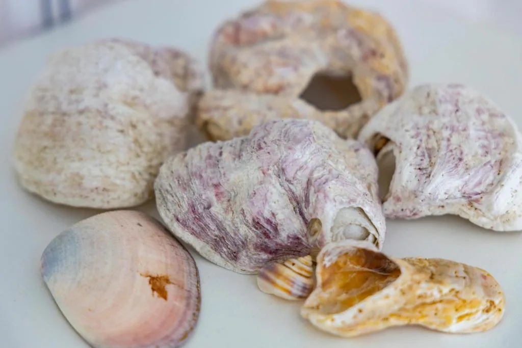 Colorful seashells and marine specimens arranged on white surface