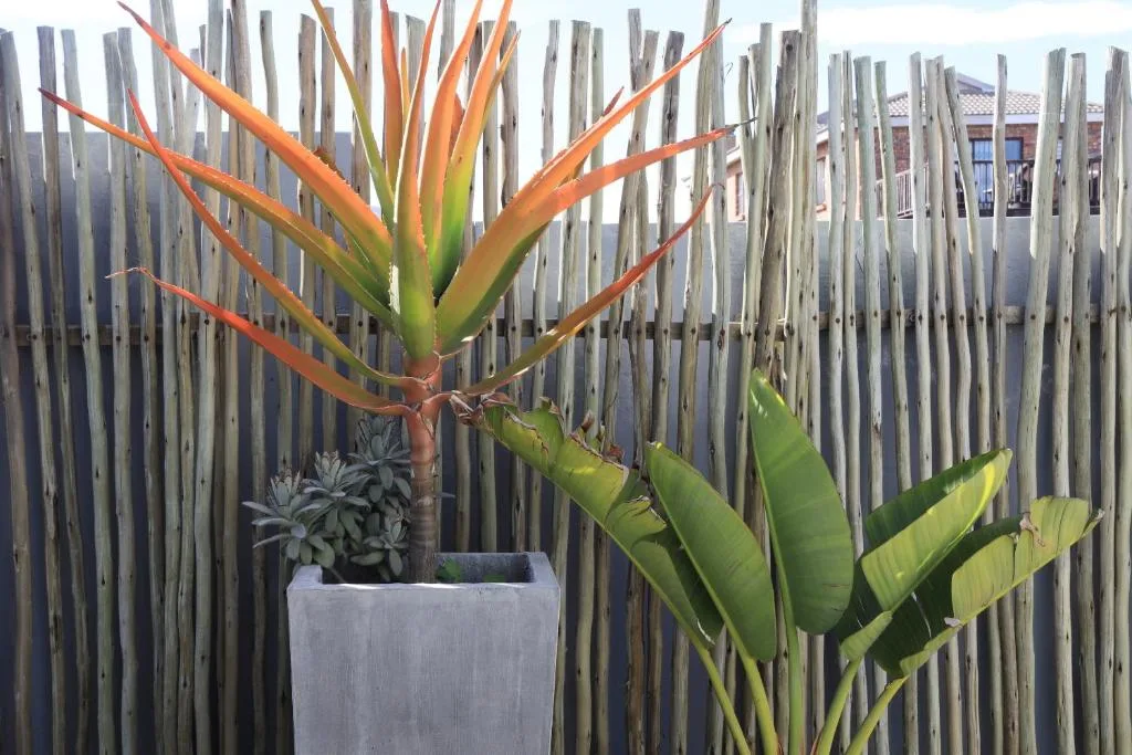 Vibrant orange bird of paradise flower in concrete planter against wooden fence