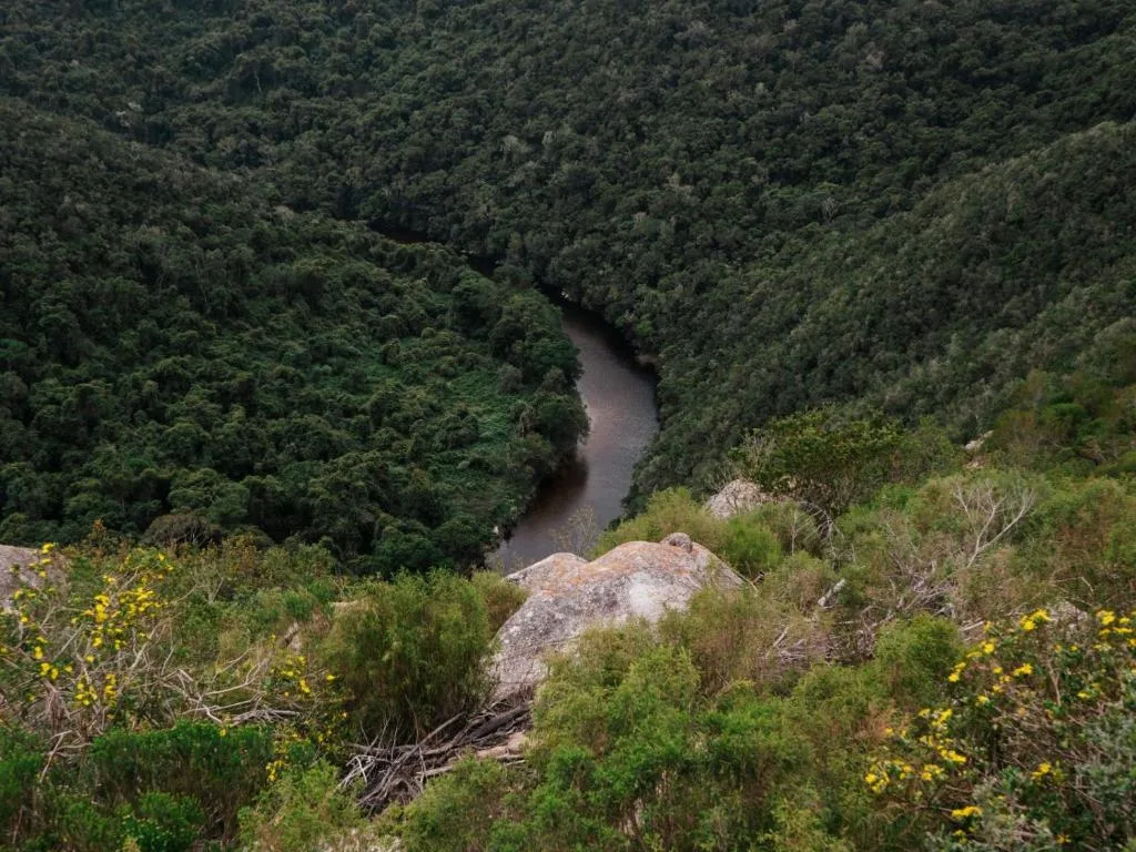 River winding through dense green forest valley with rocky outcrops