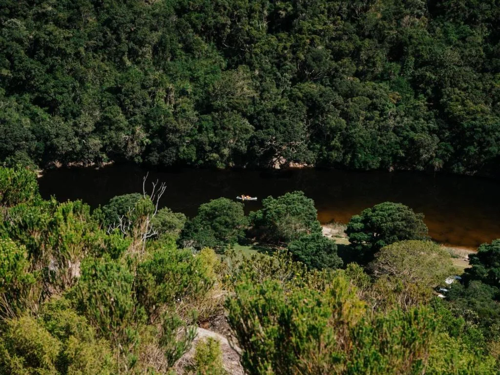 Aerial view of river winding through dense indigenous forest and green vegetation