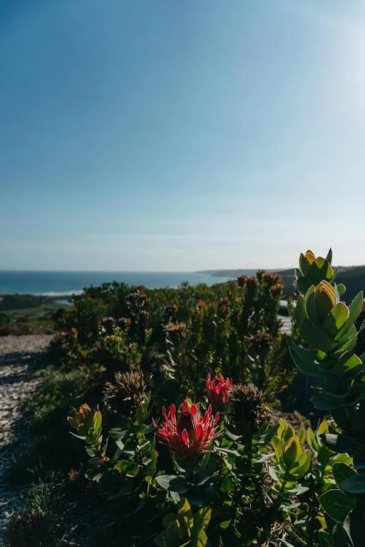 Coastal ocean vista with proteas and indigenous garden foreground