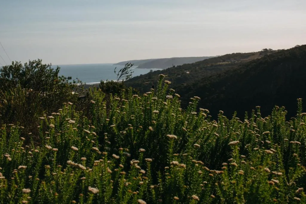Panoramic coastal landscape with forested hills and ocean vista
