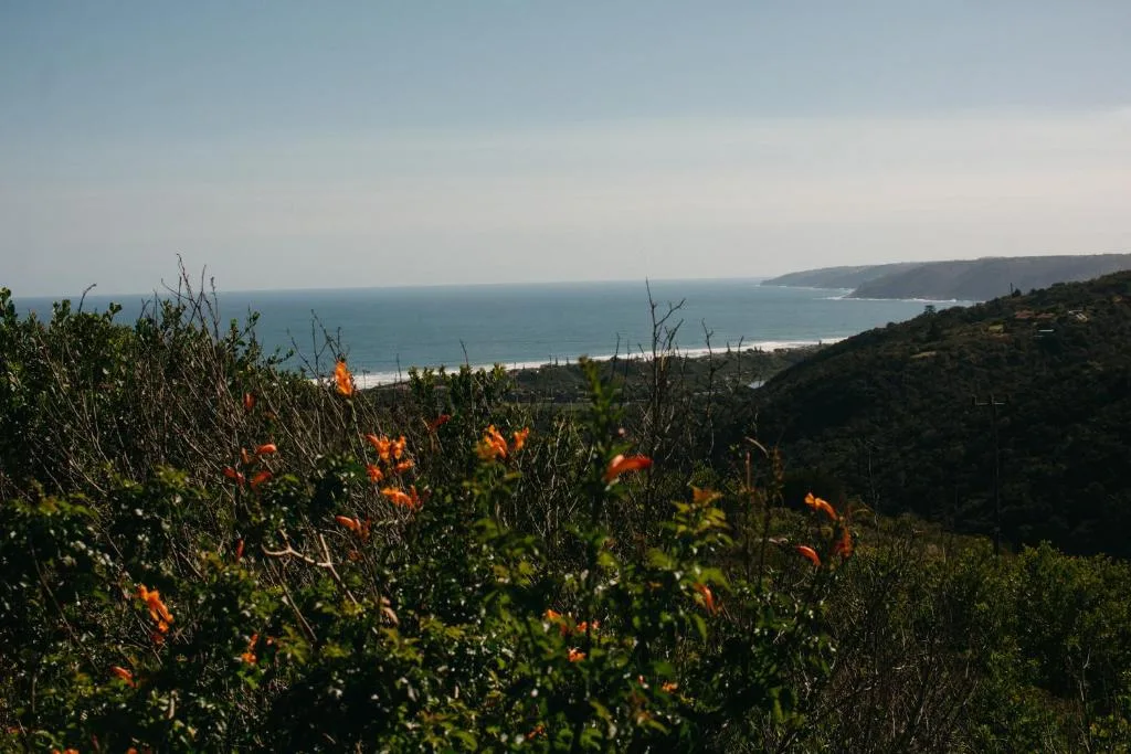 Scenic coastal view with ocean, cliffs, and wildflowers in foreground