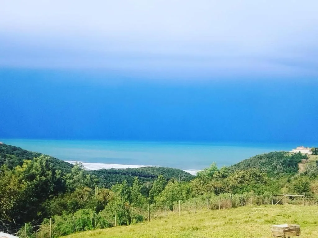 Coastal landscape with green forest hills and turquoise ocean horizon