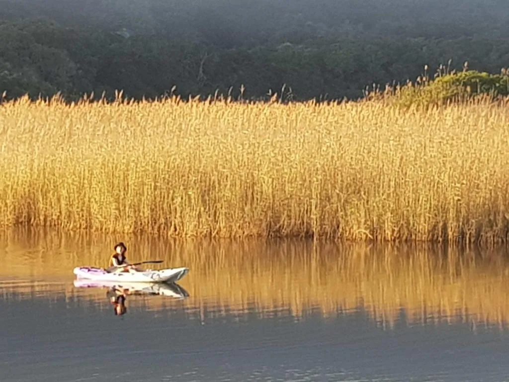 Tranquil lagoon with kayaker, golden reeds, forested mountains beyond