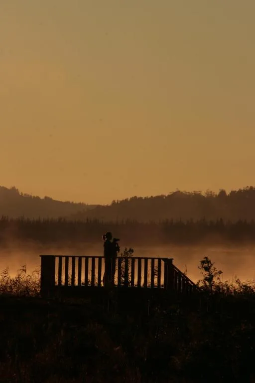 Wooden deck overlooking misty wetlands at golden sunrise hour