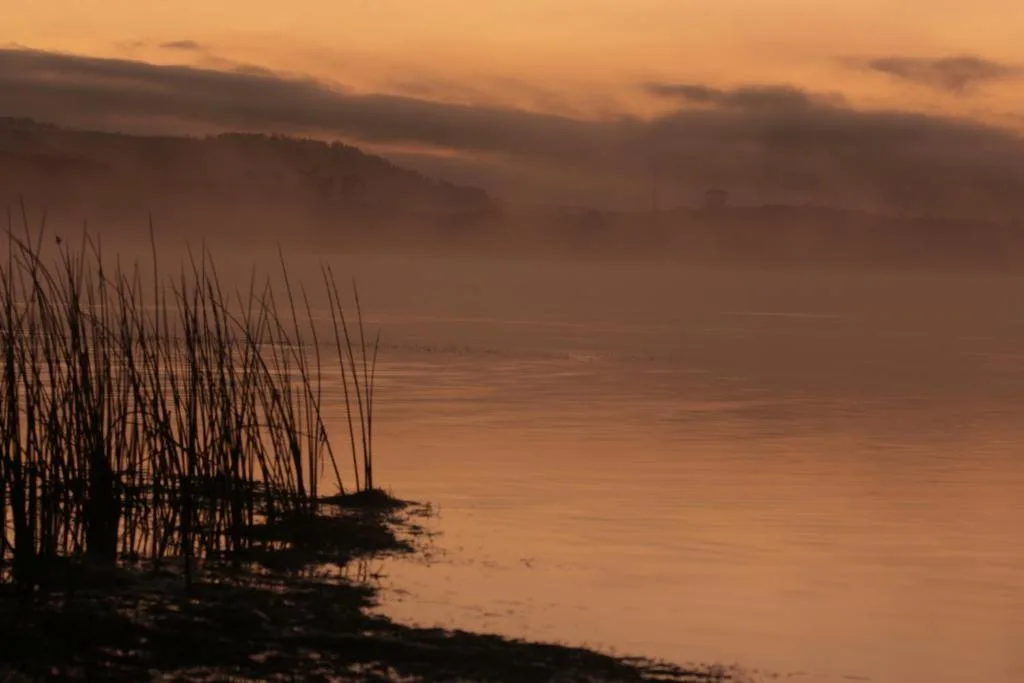 Sunset over tranquil lagoon with reeds silhouetted against golden sky