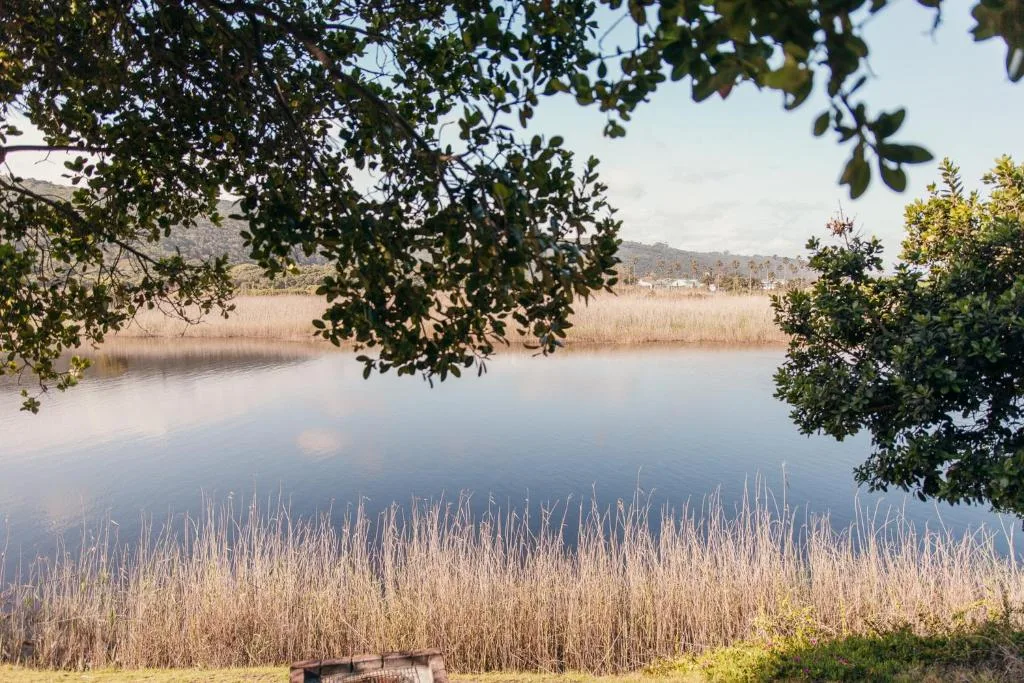 Serene lagoon view framed by overhanging trees and reeds
