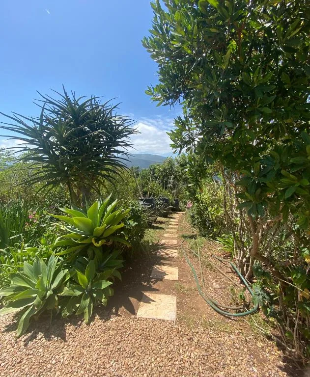 Garden pathway with lush plants and mountain views beyond