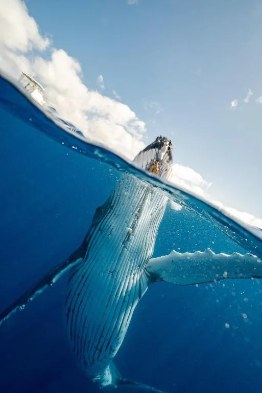 Whale breaching ocean surface near Wilderness with clear blue sky