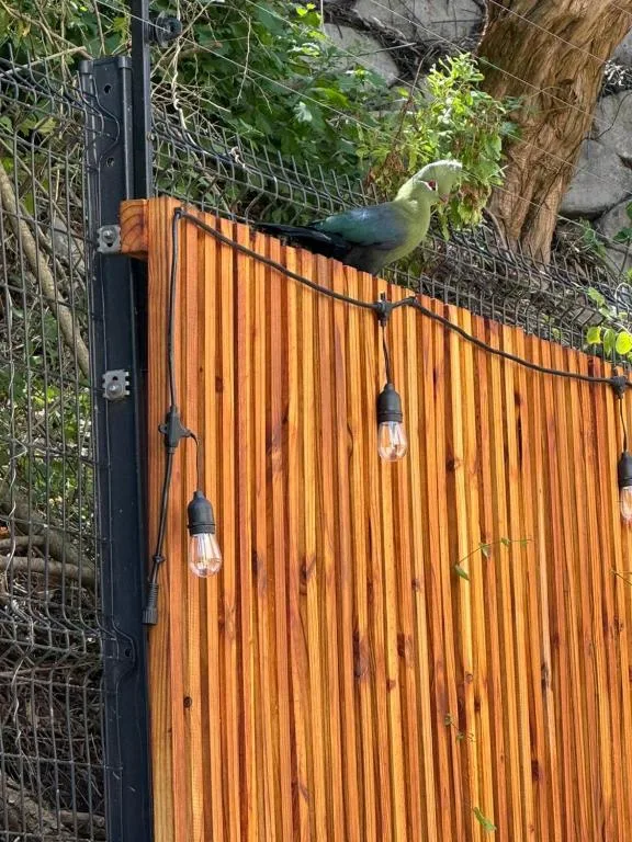 Wooden gate with hanging lanterns and perched bird in garden