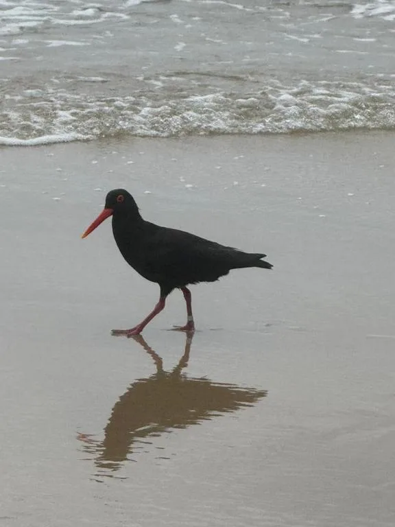 Black wading bird with red legs walking on wet beach sand