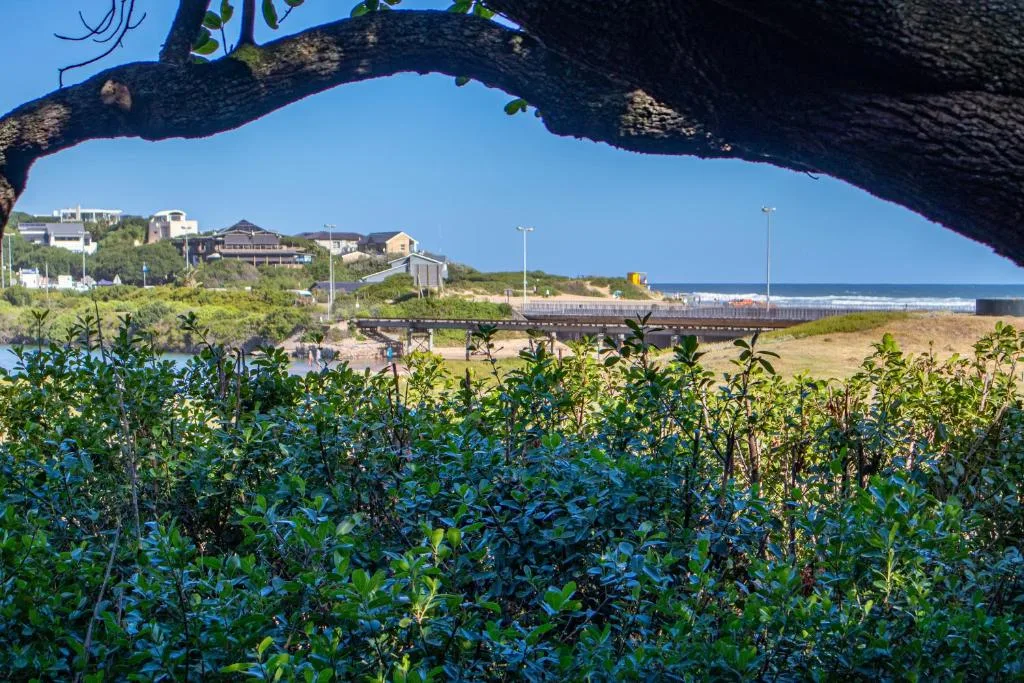 Beach and lagoon vista framed by indigenous tree branch and coastal vegetation