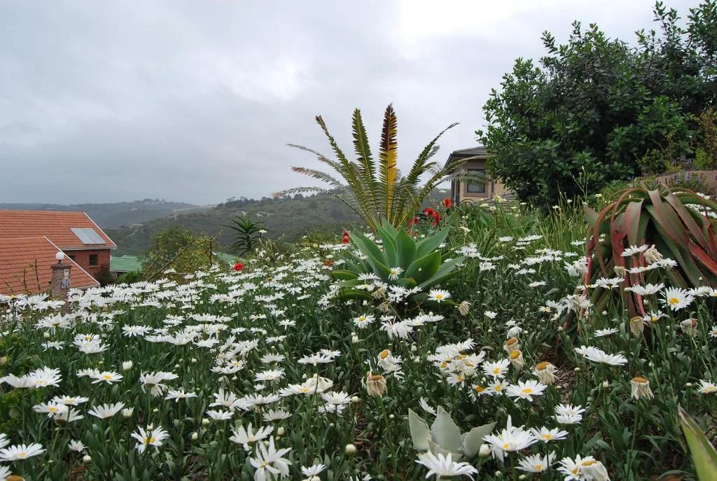 Blooming daisies and exotic plants frame distant mountain landscape vistas